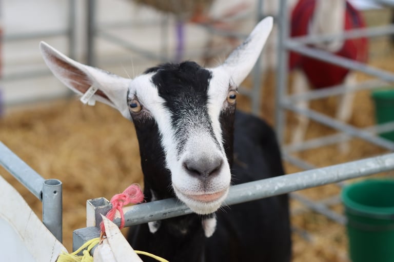 Livestock at agricultural show